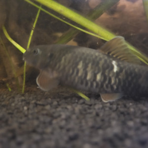 Donne de toute urgence 3 garra rufa (poisson docteur), à venir récupérer sur place