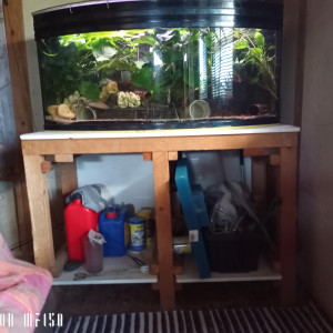 Donne aquarium+meuble+poissons et plantes