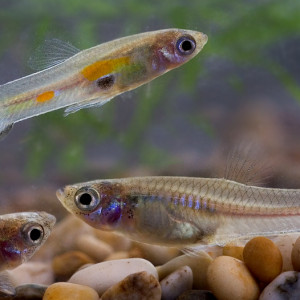 Guppies âges différents