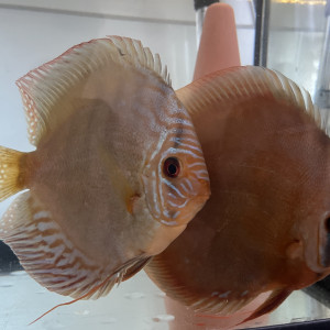 À vendre couple discus adulte 18-20 cm