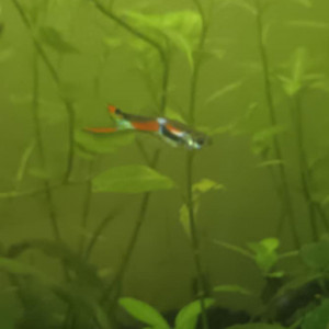 Guppy endler mâle 1