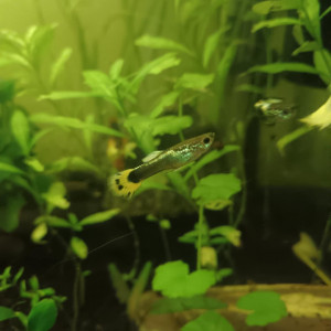Guppy mâle 2