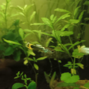 Guppy mâle 2