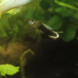 Guppy mâle 3