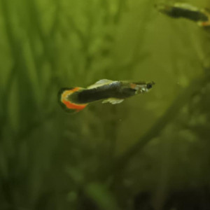 Guppy mâle 4
