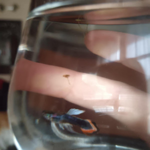 Guppy mâle 4
