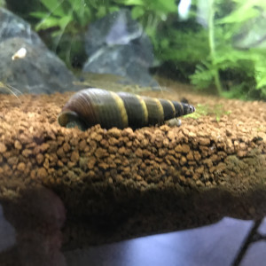 Tylomelania