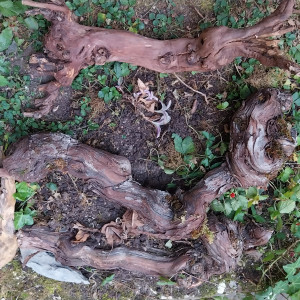 bois de décoration