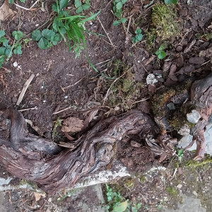 bois de décoration