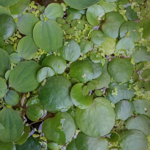 URGENT ! Des plantes flottantes bac ou bassin à DONNER