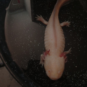 Axolotl