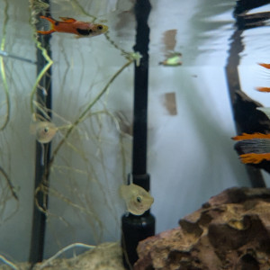 Guppy endler