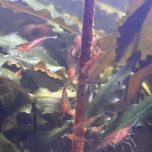 Crevettes red cherry