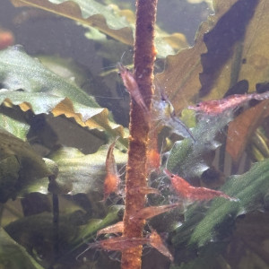 Crevettes red cherry