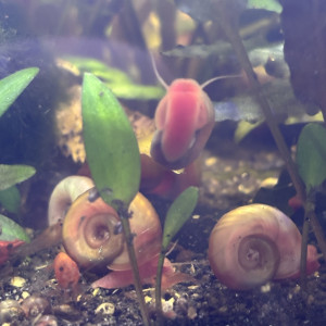 Planorbes - escargot aquarium