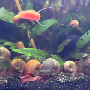 Planorbes - escargot aquarium