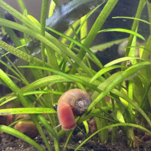 Planorbes - escargot aquarium