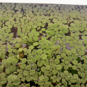 Salvinia plante flottante
