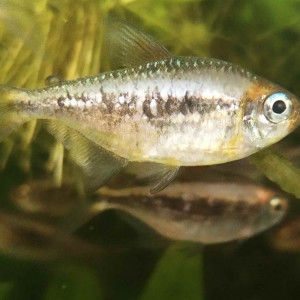 Moenkhausia nigromarginata