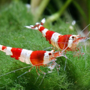 Crevette red crystal