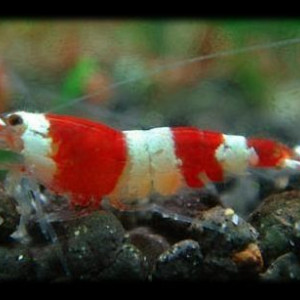 Crevette red crystal