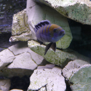 Donne cichlidés malawi et aquarium 200 litres