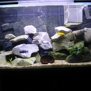 Donne cichlidés malawi et aquarium 200 litres