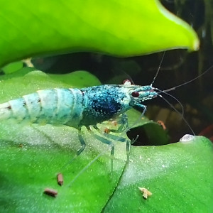 Taïwan bee Blue Bolt