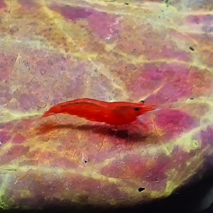 Neocaridina davidi Red Cherry