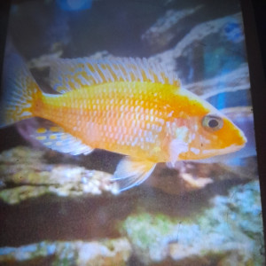 Aulonocara Fire et calico 7 / 8 cm