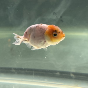 Poisson rouge japonais Ranchu