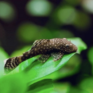 Ancitrus