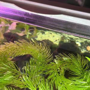 Ceratophyllum (flottante ou plantée)
