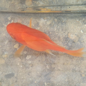 Shishi - Dama rouge Shishidama dit F1 (géniteurs en provenance du Japon et reproduits en France )   taille : 7cm