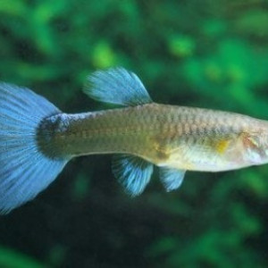 Don guppys
