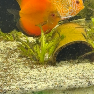 Couple Discus