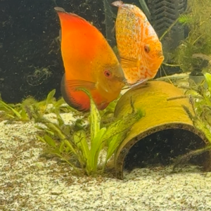 Couple Discus