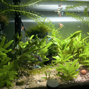Vends ou échanges guppys contre crevettes red cherry