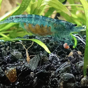 Neocaridina davidi blue velvet