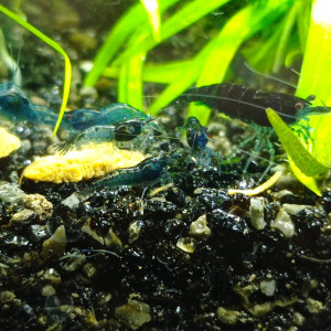 Neocaridina davidi blue velvet