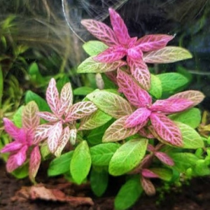 Hygrophila polysperma