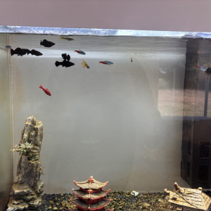 Don poissons cause déménagement