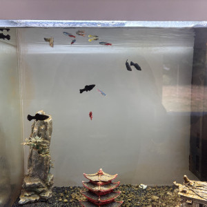 Don poissons cause déménagement