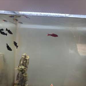 Don poissons cause déménagement