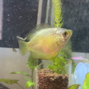 Donne femelle Gourami