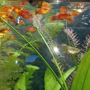 DON gros platys adultes  surpopulation  33290 Parempuyre
