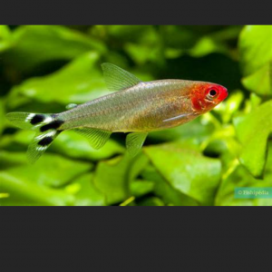 2 Nez rouge + 1 Tetra cuivré, tous adultes