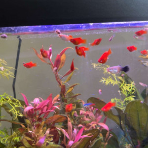 Platy alevin corail