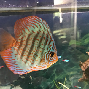 Vends deux Discus