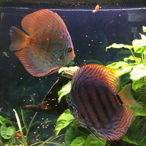 Vends deux Discus